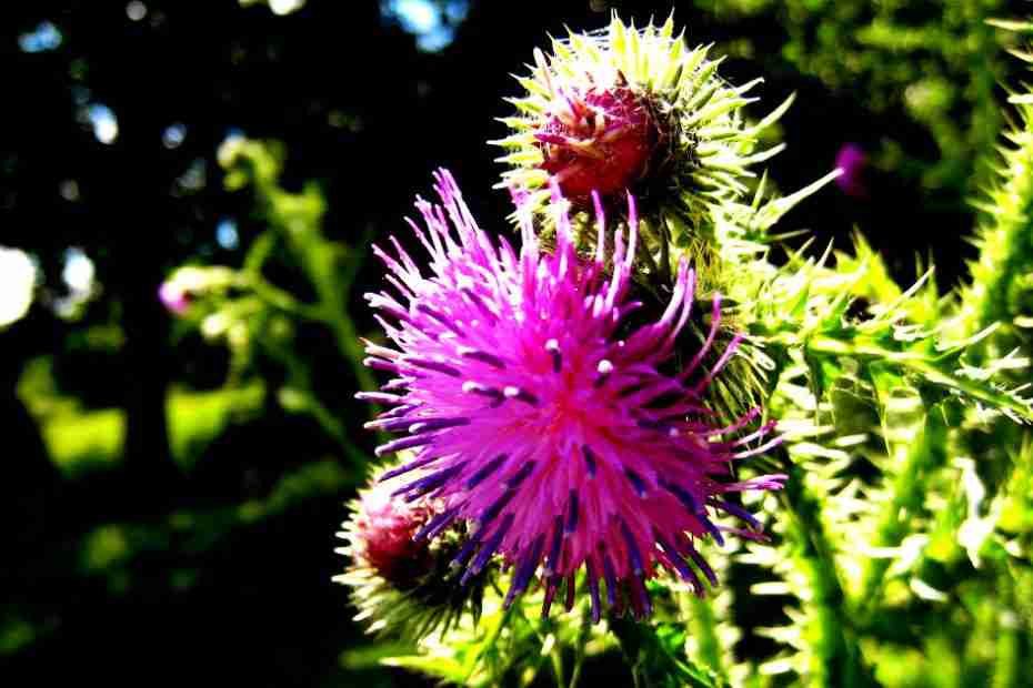 Milk Thistle
