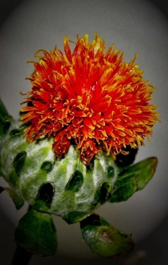 Frequently Ask Questions Flower