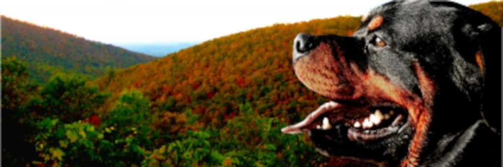 Privacy Policy Guard Dog